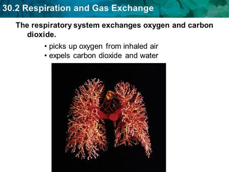 The respiratory system exchanges oxygen and carbon dioxide.