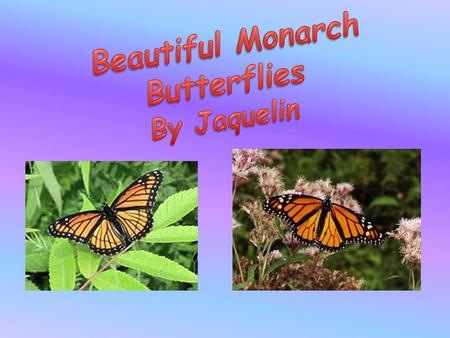 I think the monarch butterfly is beautiful. In this report I will tell you about a monarch butterfly. I will tell you what a monarch butterfly looks like,