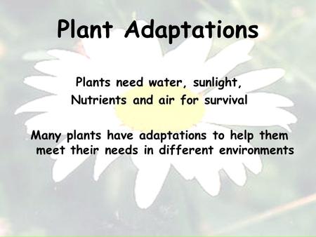 Plant Adaptations Plants need water, sunlight, Nutrients and air for survival Many plants have adaptations to help them meet their needs in different environments.