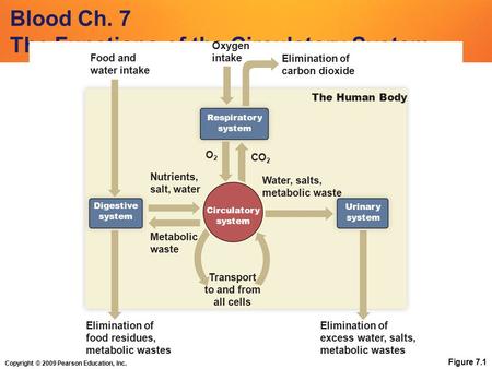 Copyright © 2009 Pearson Education, Inc. Blood Ch. 7 The Functions of the Circulatory System Figure 7.1 Circulatory system Transport to and from all cells.