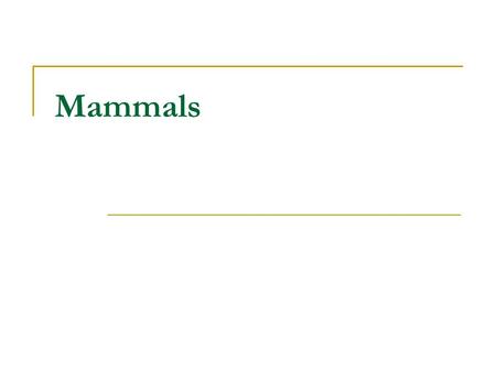 Mammals.
