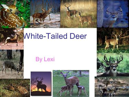 White-Tailed Deer By Lexi. What Do White-Tailed Deer Eat? White-tailed deer eat corn. They also eat nuts. And they eat fruit.