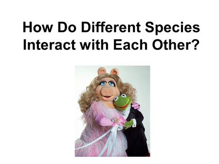 How Do Different Species Interact with Each Other?