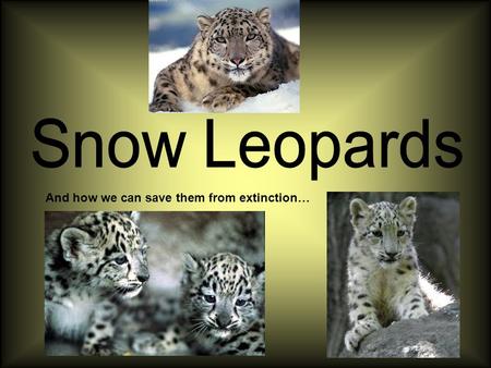 And how we can save them from extinction…. What are snow Leopards? The Snow leopard is a type of Large cat that lives in Asia and other neighbouring countries.
