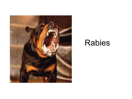 Rabies.