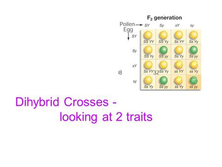 Dihybrid Crosses - looking at 2 traits. Mendel’s dihybrid crosses: 1.Mendel also performed crosses involving two pairs of traits, e.g., seed shape (smooth.