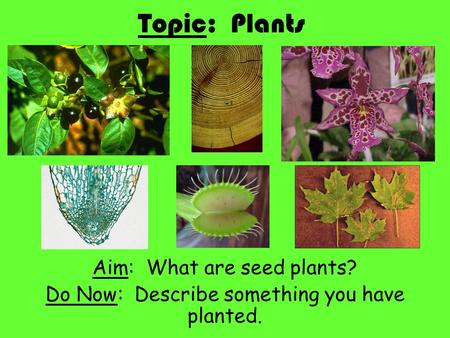 Topic: Plants Aim: What are seed plants?