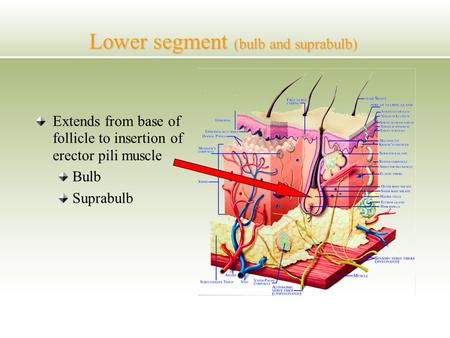 Lower segment (bulb and suprabulb) Extends from base of follicle to insertion of erector pili muscle Bulb Suprabulb.