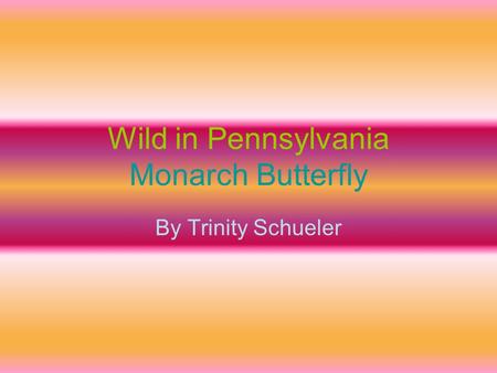 Wild in Pennsylvania Monarch Butterfly