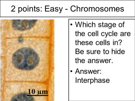2 points: Easy - Chromosomes Which stage of the cell cycle are these cells in? Be sure to hide the answer. Answer: Interphase.