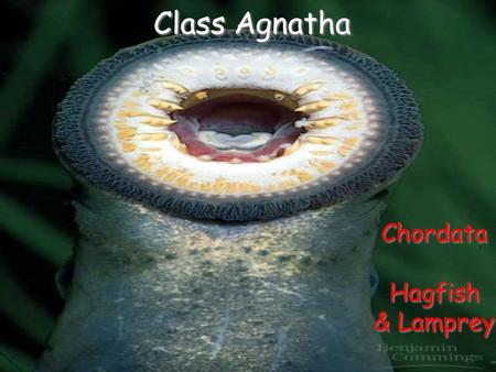 Class Agnatha Chordata Hagfish & Lamprey Chordata Hagfish & Lamprey.