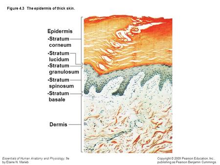 Figure 4.3 The epidermis of thick skin.