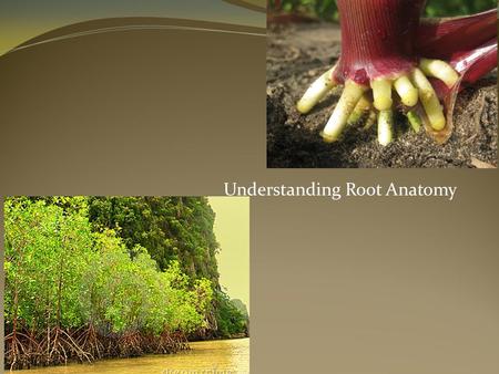 Understanding Root Anatomy. Next Generation Science/Common Core Standards Addressed! HS‐LS1‐2. Develop and use a model to illustrate the hierarchical.