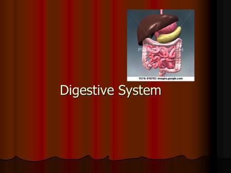 Digestive System. Function – to break food down into simpler molecules that can be absorbed & used by cells Function – to break food down into simpler.