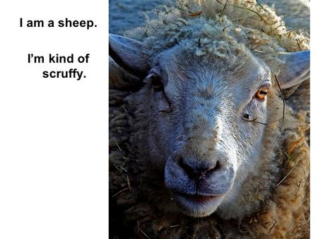 I am a sheep. I’m kind of scruffy.. I need a Shepherd.