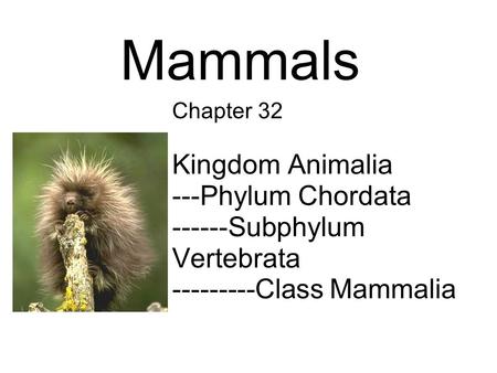 Mammals Chapter 32 Kingdom Animalia ---Phylum Chordata ------Subphylum Vertebrata ---------Class Mammalia.