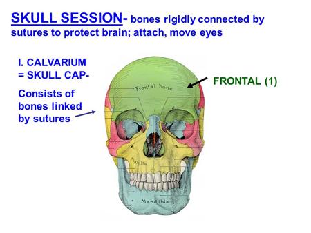 I. CALVARIUM = SKULL CAP- Consists of bones linked by sutures