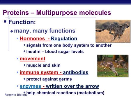 Proteins – Multipurpose molecules