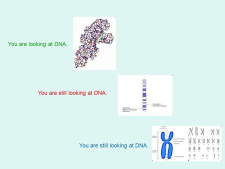 You are looking at DNA. You are still looking at DNA.