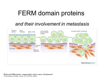 FERM domain proteins and their involvement in metastasis Merlin and ERM proteins: unappreciated roles in cancer development? A McClatchey Nat Rev Cancer.