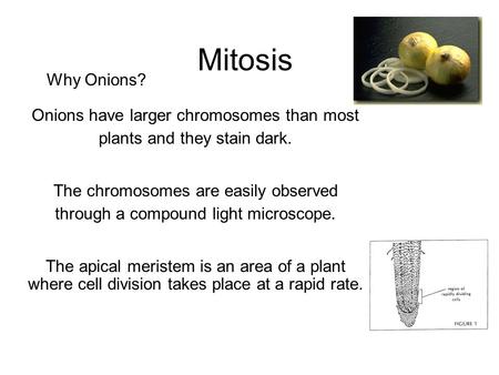 Onions have larger chromosomes than most plants and they stain dark.