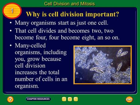 Many organisms start as just one cell. That cell divides and becomes two, two become four, four become eight, an so on. Many-celled organisms, including.