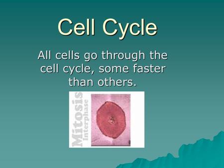 Cell Cycle All cells go through the cell cycle, some faster than others.