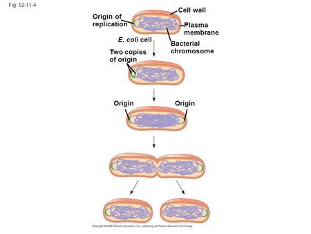 Fig. 12-11-4 Origin of replication Two copies of origin E. coli cell Bacterial chromosome Plasma membrane Cell wall Origin.
