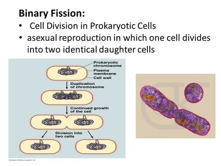 Binary Fission: Cell Division in Prokaryotic Cells