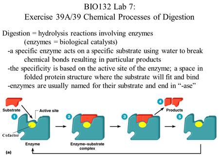 Digestion = hydrolysis reactions involving enzymes (enzymes = biological catalysts) -a specific enzyme acts on a specific substrate using water to break.