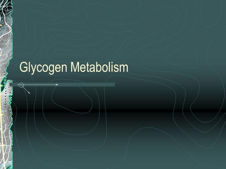 Glycogen Metabolism. What is the importance of glycogen? needed to maintain blood glucose levels Where is glycogen stored? liver muscle.