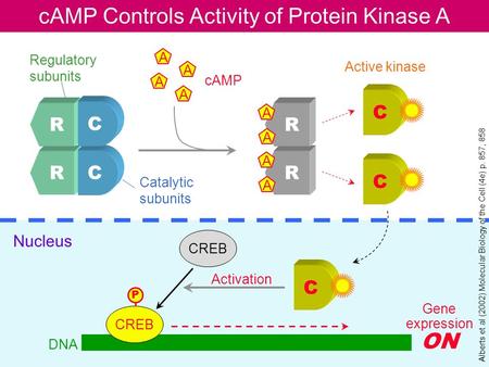 CAMP Controls Activity of Protein Kinase A R C R C R R A A A A A A A A C C Regulatory subunits Catalytic subunits cAMP Active kinase C CREB P Nucleus Activation.