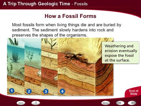 How a Fossil Forms - Fossils