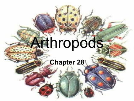 Arthropods Chapter 28. Arthropods include: Insects, Arachnids, Crustaceans, Centipedes.