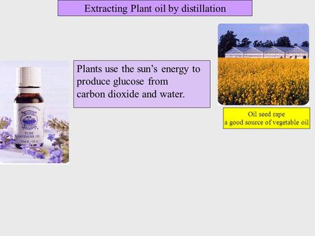 Plants use the sun’s energy to produce glucose from carbon dioxide and water. Oil seed rape a good source of vegetable oil Extracting Plant oil by distillation.