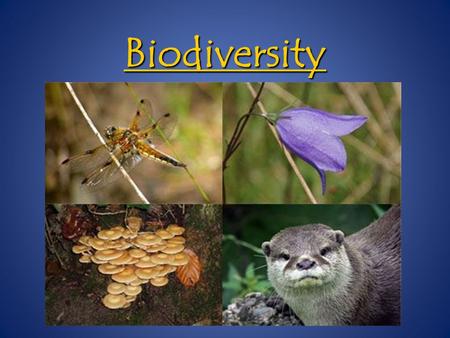 Biodiversity. Bio = Life Bio = Life Diverse = consisting of different things Diverse = consisting of different things Refers to the variety of species.