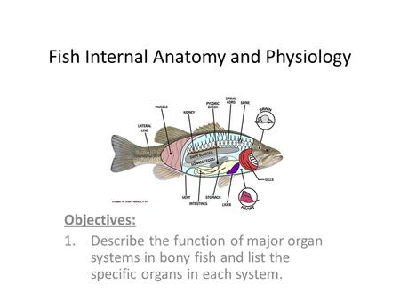 Fish Internal Anatomy and Physiology