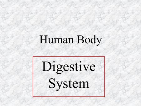 Human Body Digestive System.
