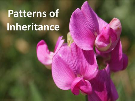 Patterns of Inheritance Inheritance Hypotheses Blending Hypothesis – parental contributions combined Particulate Hypothesis – parents pass along discrete.