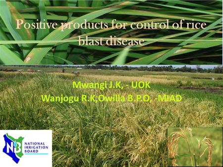Positive products for control of rice blast disease Mwangi J.K, - UOK Wanjogu R.K,Owilla B.P.O, -MIAD.