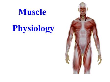 Muscle Physiology. Functions of Muscular Tissue Producing Body Movements Stabilizing Joints Maintaining Posture Producing heat Properties of Muscular.