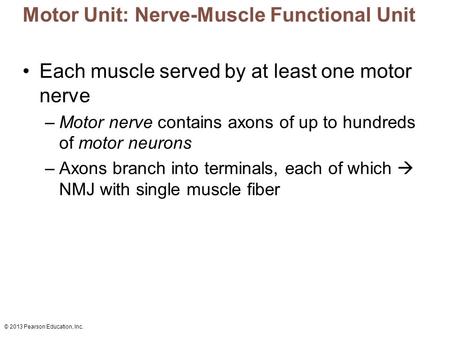 Motor Unit: Nerve-Muscle Functional Unit