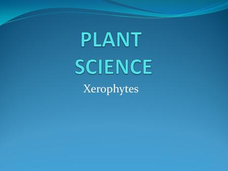 Xerophytes. Learning objectives Success criteria Outline four adaptations of xerophytes that help to reduce transpiration. Be able to list the adaptations.