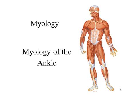 Myology Myology of the Ankle.