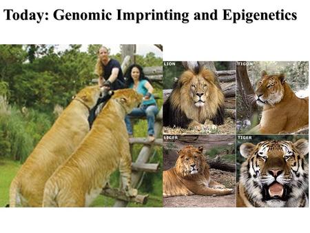 Today: Genomic Imprinting and Epigenetics. haploid diploid X 23 in humans X 23 in humans X 23 in humans Inheritance = The interaction between genes inherited.