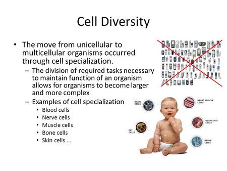 Cell Diversity The move from unicellular to multicellular organisms occurred through cell specialization. The division of required tasks necessary to maintain.