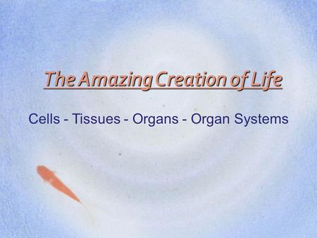 The Amazing Creation of Life Cells - Tissues - Organs - Organ Systems.