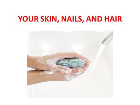 YOUR SKIN, NAILS, AND HAIR. Healthy Skin Your skin is your body’s largest organ. Your skin performs many important functions. It protects you from germs.