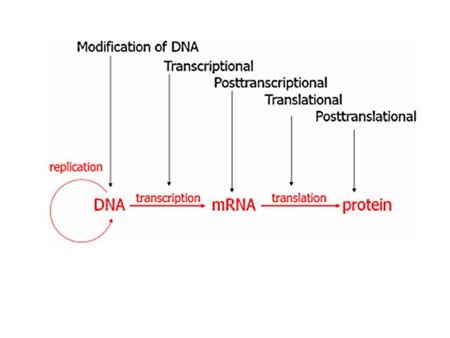Transcriptional - These mechanisms prevent transcription. Posttranscriptional - These mechanisms control or regulate mRNA after it has been produced.