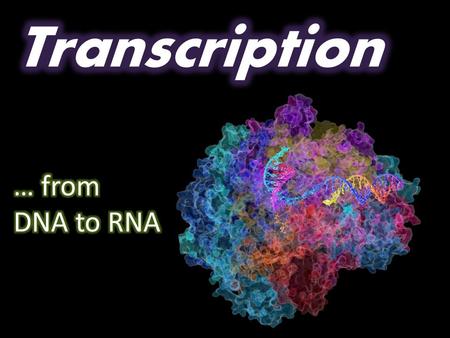 Transcription … from DNA to RNA.